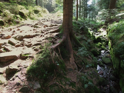steiniger Waldweg mit Bächlein