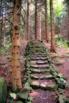 Waldtreppe