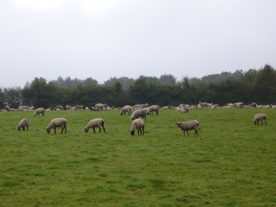 Schafsherde im Sauerland