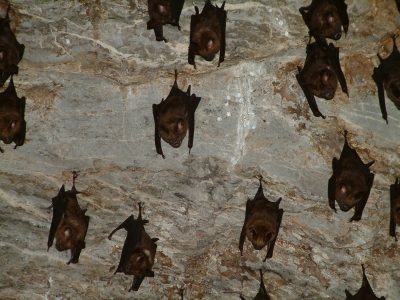 Fledermäuse bei Tag