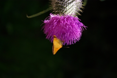 Kleintiere 9 - Schmetterling