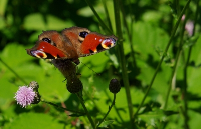 Kleintiere 11 - Schmetterling