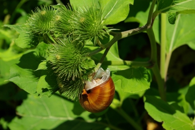 Kleintiere 14 - Weinbergschnecke