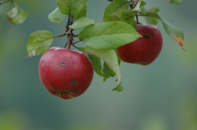 Vitamine frisch von Mutter Natur