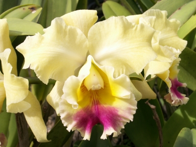 gelbe Orchidee 8