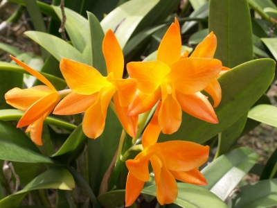 gelbe Orchidee 9