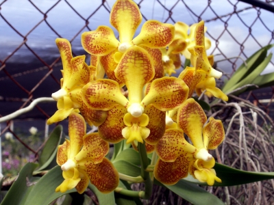 gelbe Orchidee 10