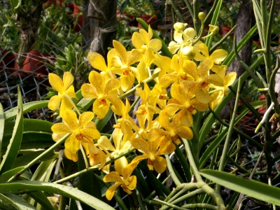 gelbe Orchidee 12