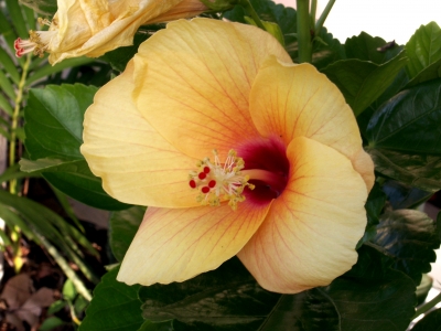 Hibiscus gelb 2