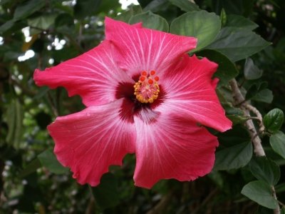 Hibiscus rot