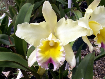 gelbe Orchidee 11