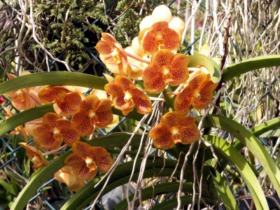 gesprenkelte Orchidee 2