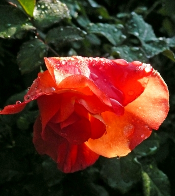 Rose im Gegenlicht