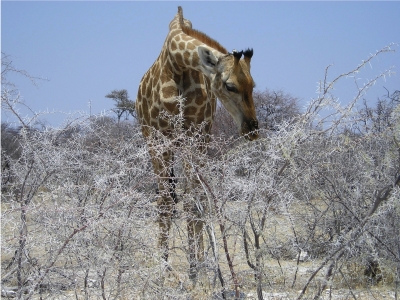 Giraffe an einem Akazienstrauch