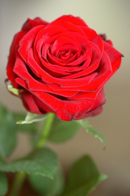 Rote Rose 2