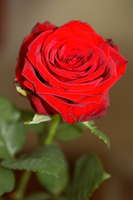 Rote Rose 3