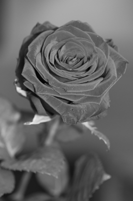 Rose schwarz weiß