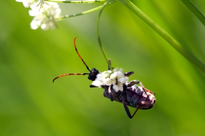 Krabbeltiere