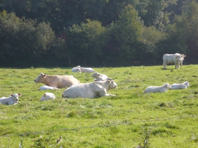 Rinder im Sauerland