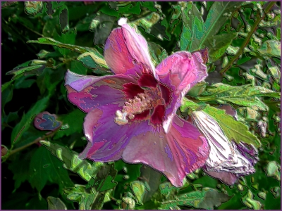 Hibiskus...bißchen anders