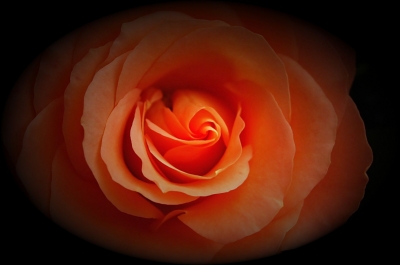 Rose I