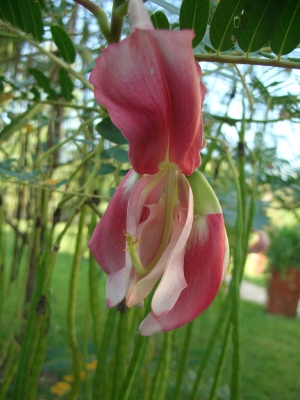 Kenya Blume