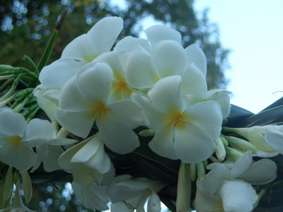 Blumen Kenya