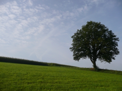 einsamer BAum