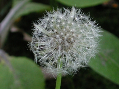 Pusteblume