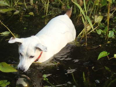 Mein Wasserhund!