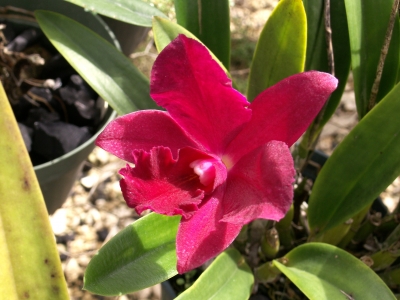rote Orchidee 2