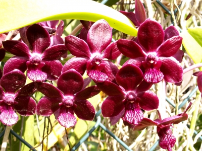 rote Orchidee 3