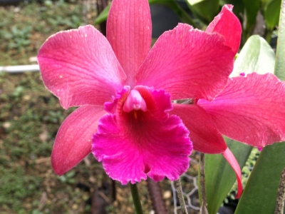 rote Orchidee 4