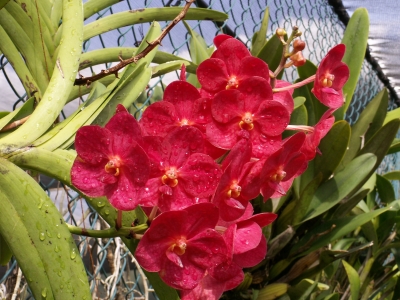 rote Orchidee 5