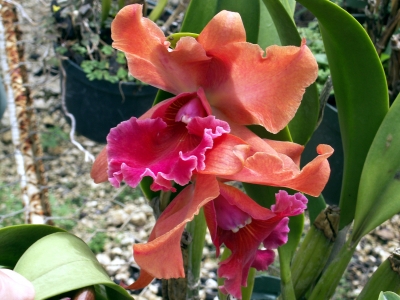 rote Orchidee 6
