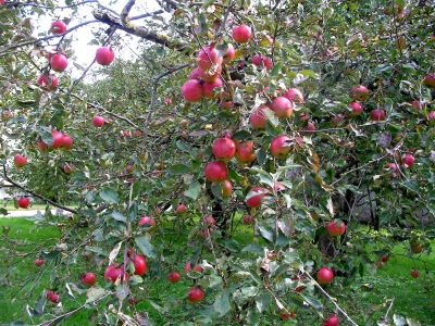 reich tragender Apfelbaum in Körnersdorf