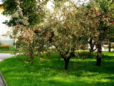 Apfelbäumchen in Körnersdorf