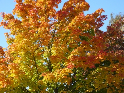 Herbstblätter