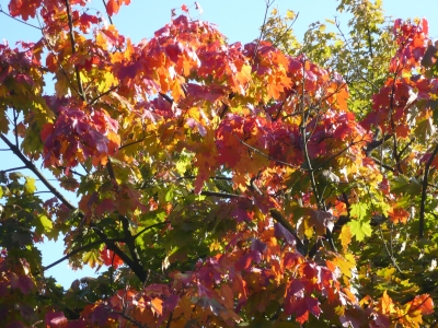 Herbstblätter