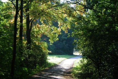 Waldweg