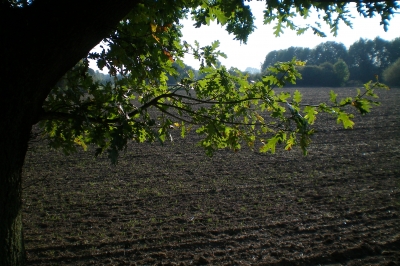 Kleiner Ast im Sonnenschein