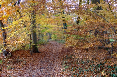 Waldweg im November