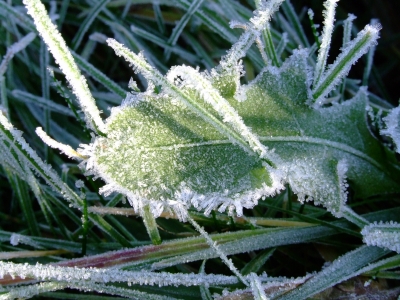 Frost