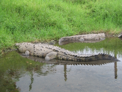 Krokodil 2