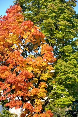 Herbstfarbwechsel