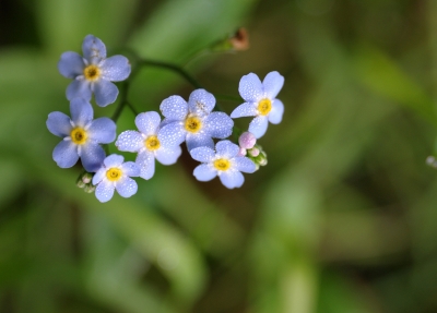 Kleine blaue Blüten