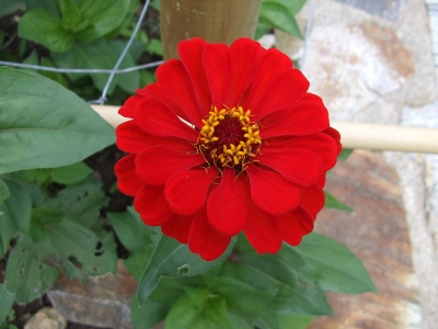 red flower 2