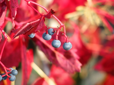 Herbstblätter