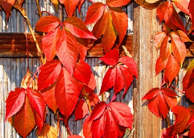 Herbstliche Farben