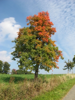 Apfelbaum  mit  Herbstlaub